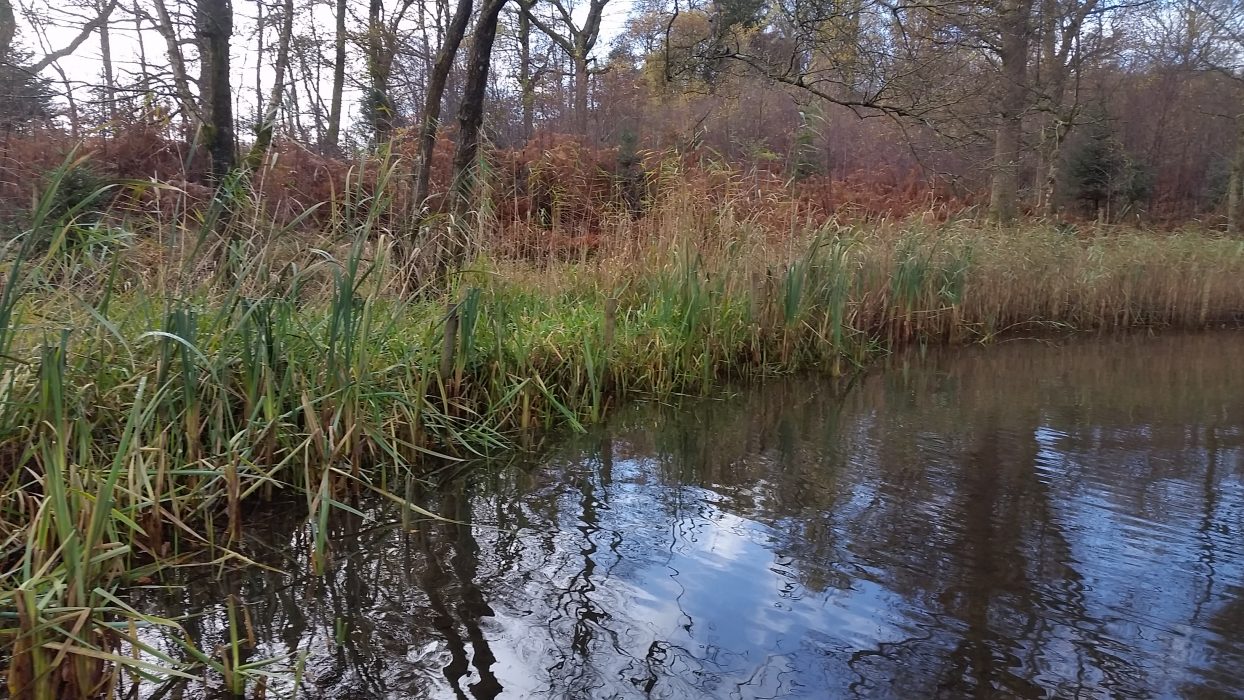 Catchment Systems Thinking (CaST) Windermere reedbed restoration SCRT