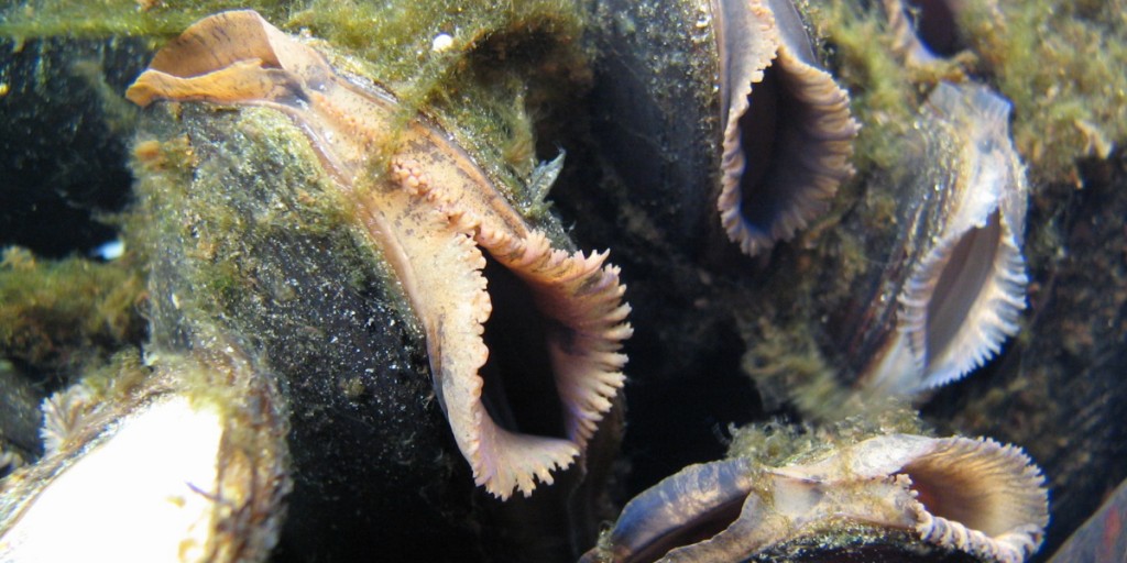 Фильтрация моллюсков
