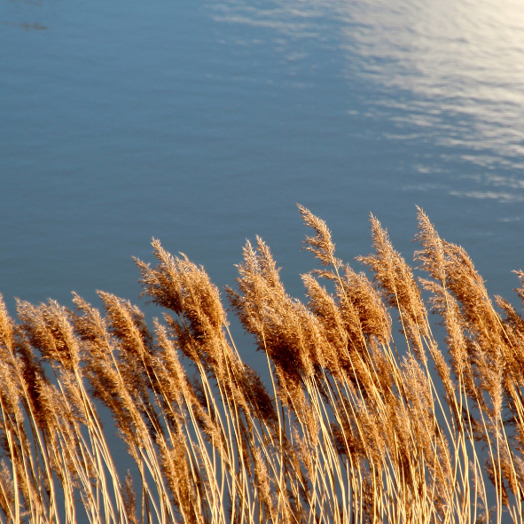Sw River Reed Reed Revival - SCRT