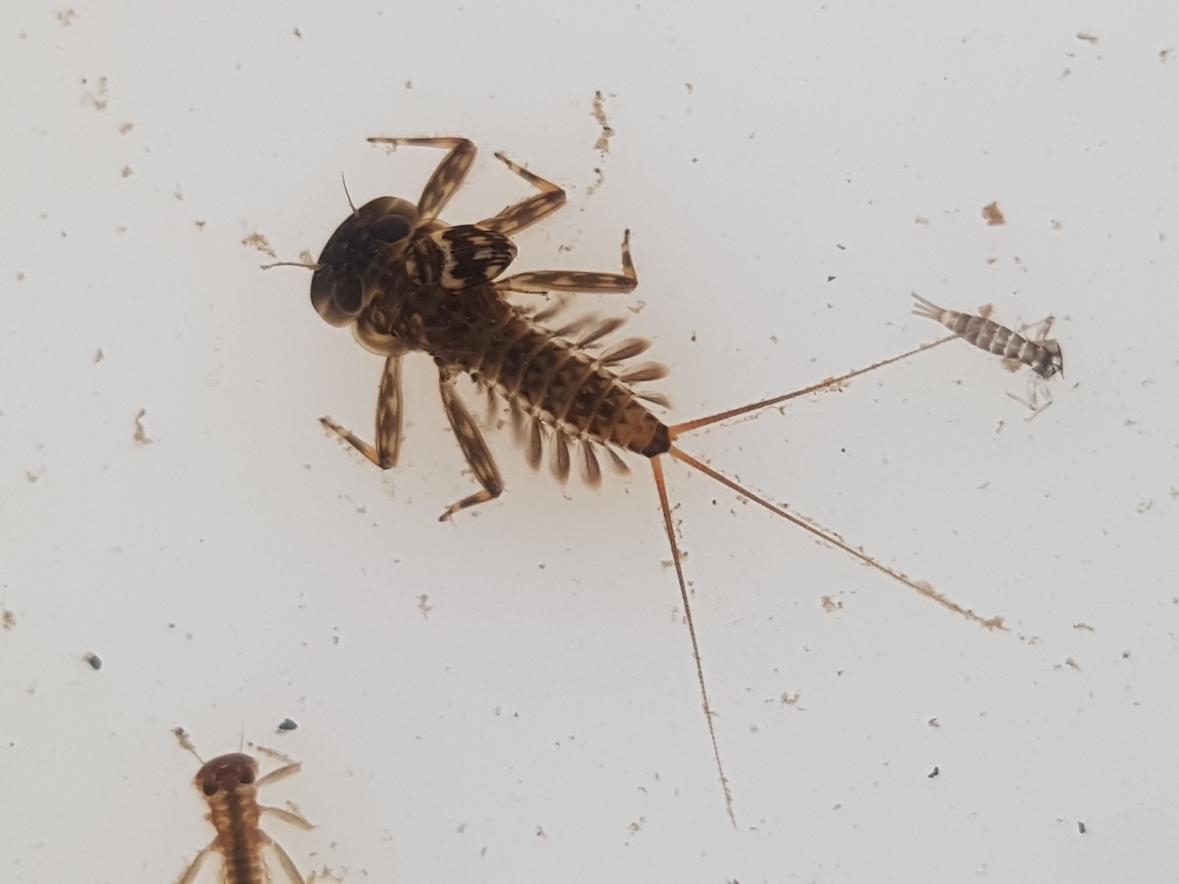 Riverfly training - SCRT