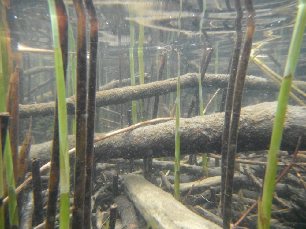 Catchment Systems Thinking (CaST) Windermere reedbed restoration SCRT